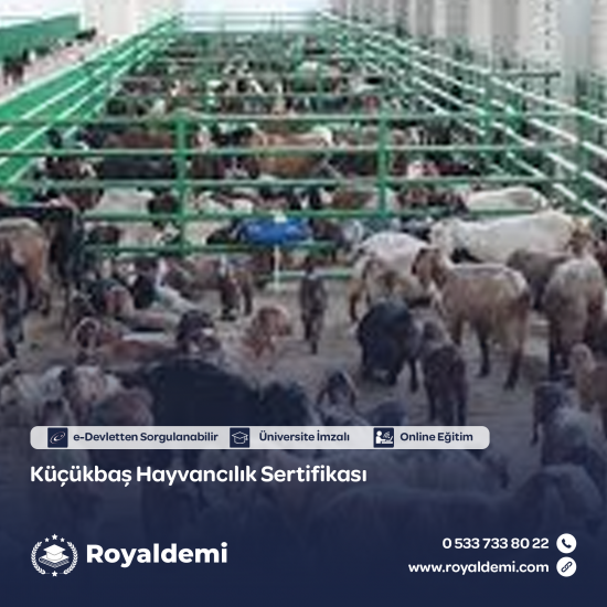 Küçükbaş Hayvancılık Sertifikası Küçükbaş Hayvancılık Sertifikası